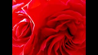 【太鼓の達人】　Red Rose Evangel -full ver.-　音源　歌詞付き　【高音質】