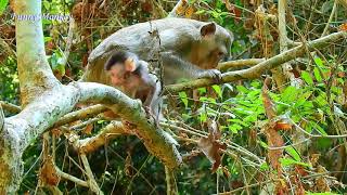 Poor Baby Alba So Scare While Mom Bite With Big Male, Alba No Milk Coz Mom Wean.