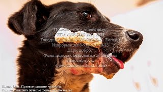 Щенку прострелили челюсть Приют Дари добро #собаки #спасениеживотных animal shelter asking for help
