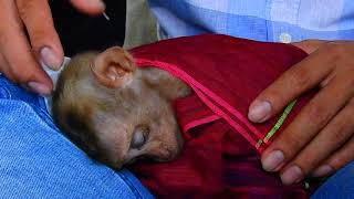 Wildlife Trailer#Axel poor baby sleepy|Million sadness Axel pity baby monkey look so exhausted&cold