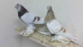 Pigeon in Kazakhstan . Голуби . Porumbei jucatori in Cazacstan  (Сулейманов Эльдар // Алматы )