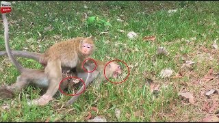 OMG I really cry to watch this video/help me leader/why doing that Youlike Monkey 1814