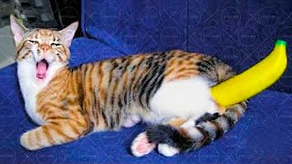 БЕССТЫЖИЕ ЖИВОТНЫЕ ПРИКОЛЫ ПРО КОТОВ И СОБАК 2021
