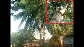 Thực hư cây dừa 3 ngọn giá 22 tỷ đồng xôn xao ở Bình Phước