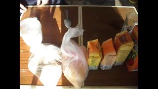 Рецепт собственного техно-планктона для ловли толстолобика
