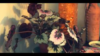 Bibio - Thirsty plant (time lapse)