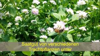 Perserklee- Trifolium resupinatum