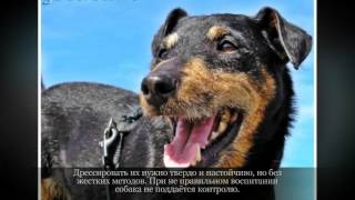 Маленькие породы собак Немецкий ягдтерьер