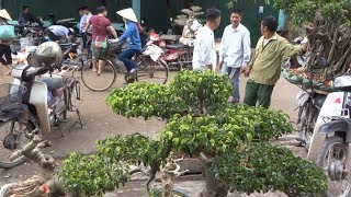 Người Văn Giang nói: đi hơn 200 km mới có cây để bán. Tham khảo giá cây - Bonsai market