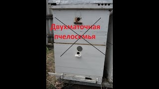 Двухматочная семья, конец эксперимента. Двухсемейное содержание пчел.