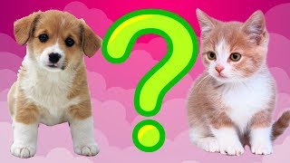 Тест! Какое животное тебе подходит! Тесты для детей онлайн!