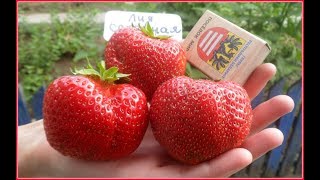 ЛИЯ САХАРНАЯ - действительно сахарный сорт клубники.....