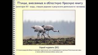 Редкие животные. Красная книга Керженского заповедника.