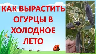 КАК ВЫРАЩИВАТЬ ОГУРЦЫ В ОТКРЫТОМ ГРУНТЕ В ХОЛОДНОЕ ЛЕТО. Выращивание огурцов в холодном климате.