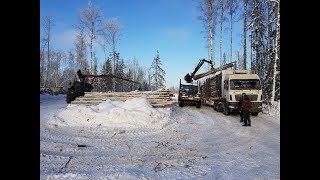 Половина рабочего дня из жизни водителя лесовоза. Вывозка леса на УРАЛе и МАЗе.