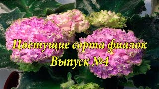 Красивые  сорта фиалок(Выпуск №4)