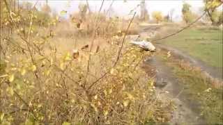 Ловля птиц руками:) We catch the bird hands