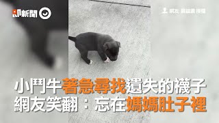 小鬥牛著急尋找遺失的襪子　網友笑翻：忘在媽媽肚子裡