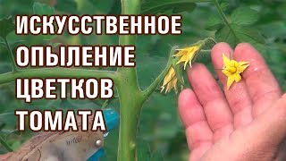 ИСКУССТВЕННОЕ ОПЫЛЕНИЕ ЦВЕТКОВ ТОМАТА В ТЕПЛИЦЕ
