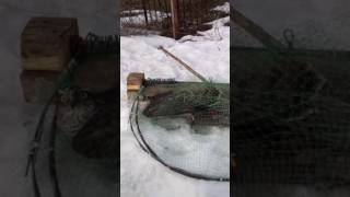 Ловушка на ястреба тетеревятника