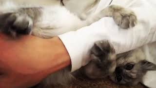 2019 주인을 너무 사랑하는 개냥이ㅎㅎ #고양이 #개냥이