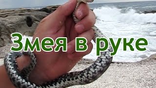 Змея в руке, пойманная змея на Каспийском море
