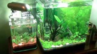 Nano Cube dennerle 60 L Aquarium V3