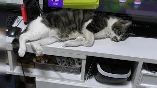 このポーズは反則でしょｗ脱力しすぎな寝方が可愛すぎる猫リキちゃん☆【リキちゃんねる　猫動画】Cat video　キジトラ猫との暮らし