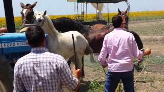 Caballo intenta monta en plena romeria