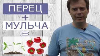 Перец - рассада перца в открытый грунт. Новый способ как правильно посадить перец