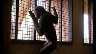 Escape to Chimps Eden - SCENE SELECTS