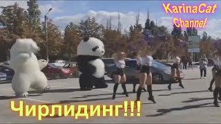 Чирлидинг Медведей оказался круче танцовщиц Кременчуга!