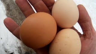 Куры несушки Крупные яйца