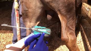 Drill Castration for calves, Japanese 243 style 　(伏見式捻転去勢、Henderson's castration)