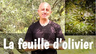 La feuille d'olivier