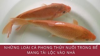 Những Loài Cá Phong Thủy Nuôi Trong Bể Mang Tài Lộc Vào Nhà - Blog Phong Thủy