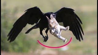 Мама-зайчиха отбила зайчонка из лап ворона хищника – удивительная история с летающим ёжиком