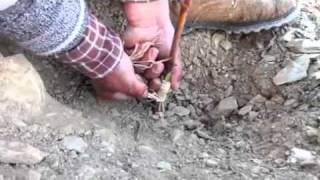 How to graft grapevines