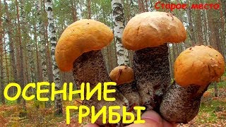 Осенние грибы.Поход в лес