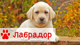 Лабрадор Ретривер | Все о Породе собак Лабрадор