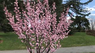 Розовые японские абрикосы (Prunus mume) цветут в бот. сад Нью-Йорка NYBG, 8 апреля 2018