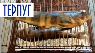 Горячее копчение рыбы. Терпуг