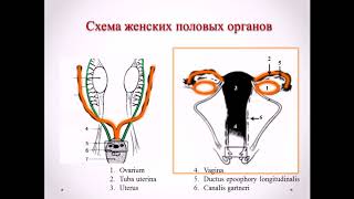 Женские половые органы: источники формирования, аномалии развития