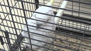 Белый попугай. white parrot.(отдам в дар)