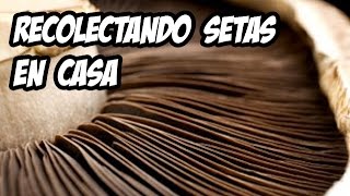 Cultivando SETAS en Casa ? | La Cosecha | La Huerta de Ivan