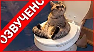 ПРИКОЛЫ С КОТАМИ (с озвучкой)!!!