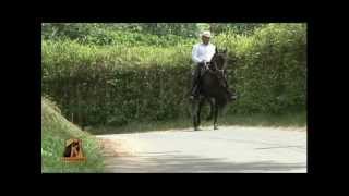 ATRACTIVO DE LA PIRÁMIDE EN PASIÓN EQUINA TV