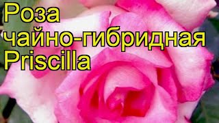 Роза чайно-гибридная Присцилла. Краткий обзор, описание характеристик, где купить саженцы Priscilla