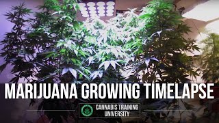 Marijuana Growing Time Lapse Video LED's BEAT HID!