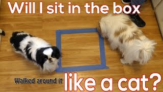 Will a DOG sit in a box outline like a CAT? Japanese Chins Test this out!